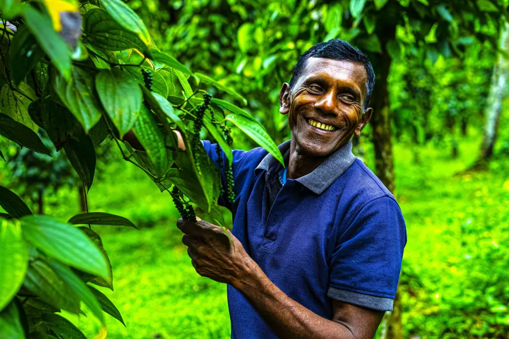 Ceylon Black Pepper Whole