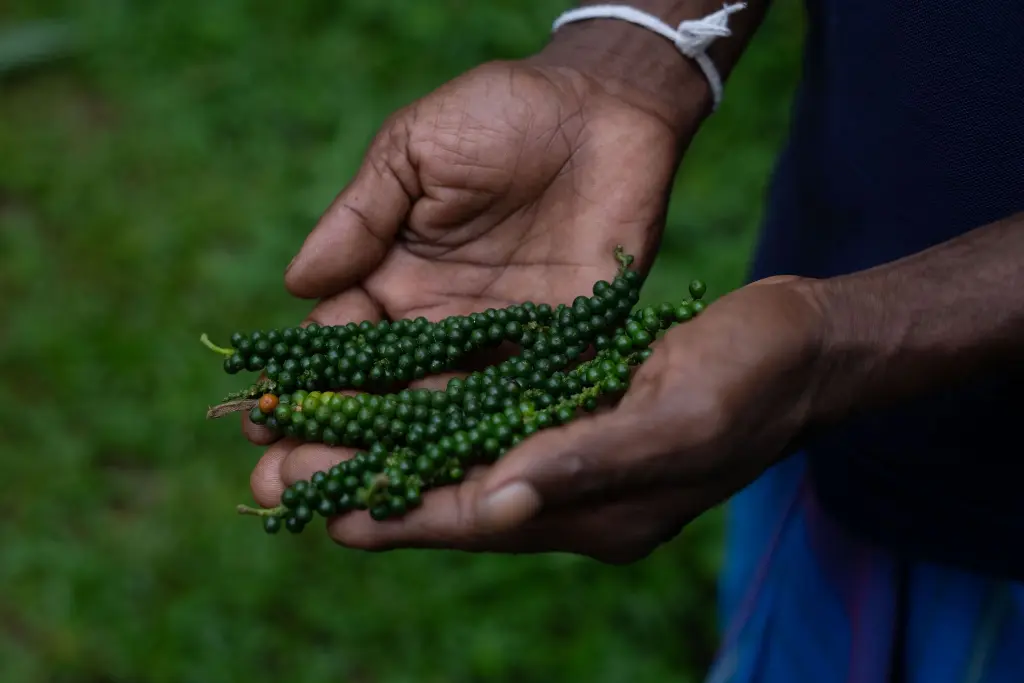 Ceylon Black Pepper Whole