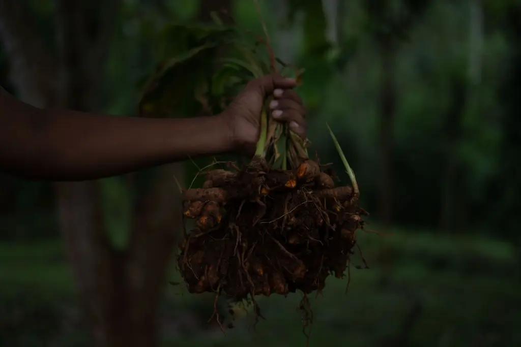 Ceylon Curcuma Powder