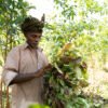 Dried Curry Leaves