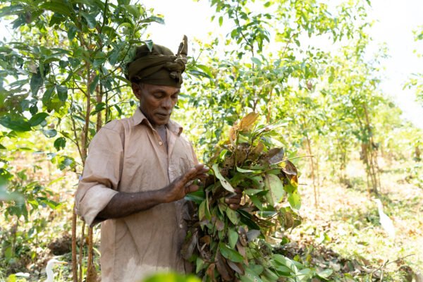 Dried Curry Leaves