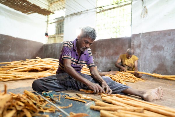 DSC02702 Ceylon Turmeric Powder