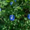 Blue Butterfly Pea