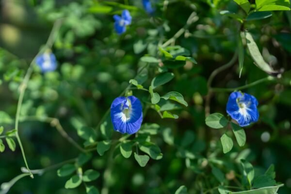 Blue Butterfly Pea