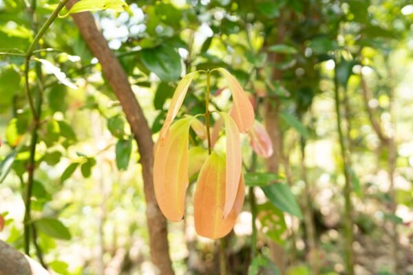 Ceylon Cinnamon Powder