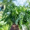 Moringa Powder