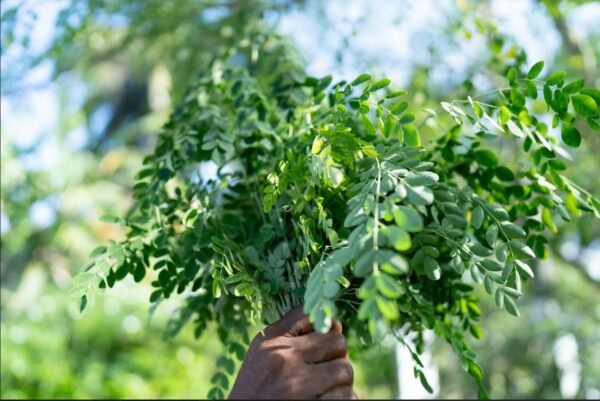 Moringa Powder