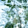 Moringa Powder