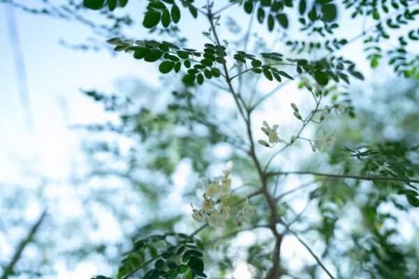 Moringa Powder