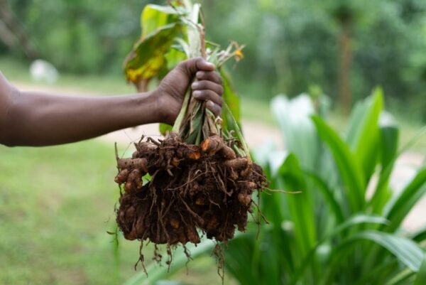 Ceylon Turmeric Powder