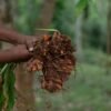 Ceylon Turmeric Powder