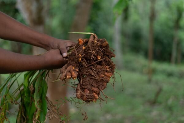 Ceylon Turmeric Powder